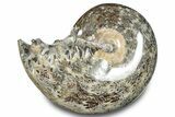Polished Ammonite (Phylloceras) Fossil - Madagascar #283513-1